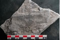 Foto (Detailansicht) von Calamites communis Ettingshausen (NHMW-GEO-2024-0188-10981)